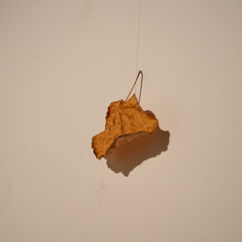 DSC00662