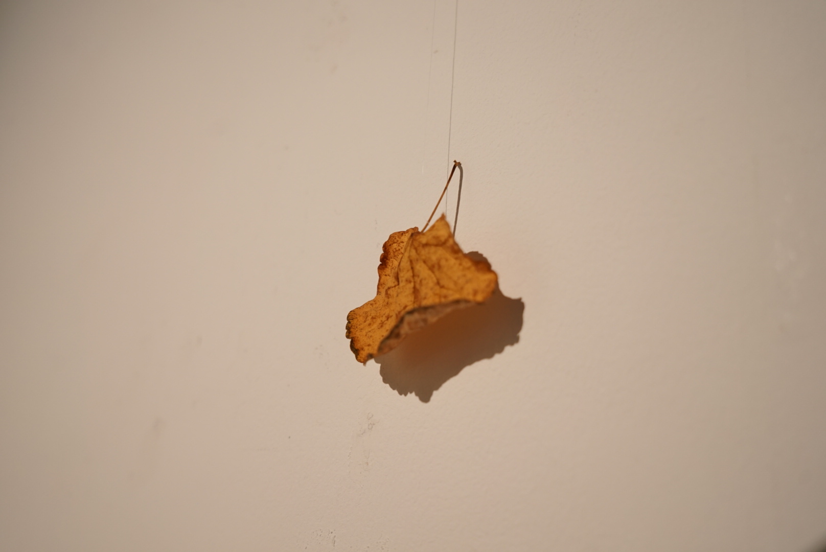 untitled yet – a leaf falling down.